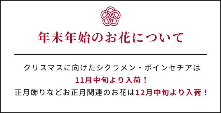 年末年始のお花について クリスマスに向けたシクラメン・ポインセチアは11月中旬より入荷!正月飾りなどお正月関連のお花は12月中旬より入荷!