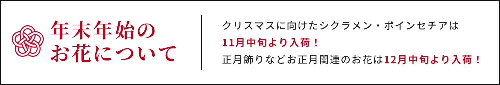 年末年始のお花について クリスマスに向けたシクラメン・ポインセチアは11月中旬より入荷!正月飾りなどお正月関連のお花は12月中旬より入荷!